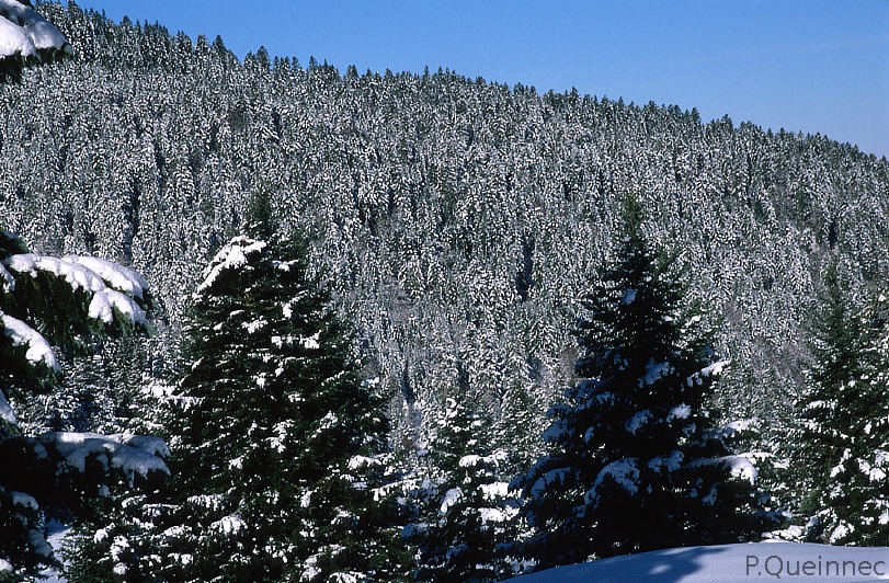 Forêt de Bareilles