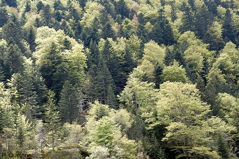 Forêt de la vallée du Lys
