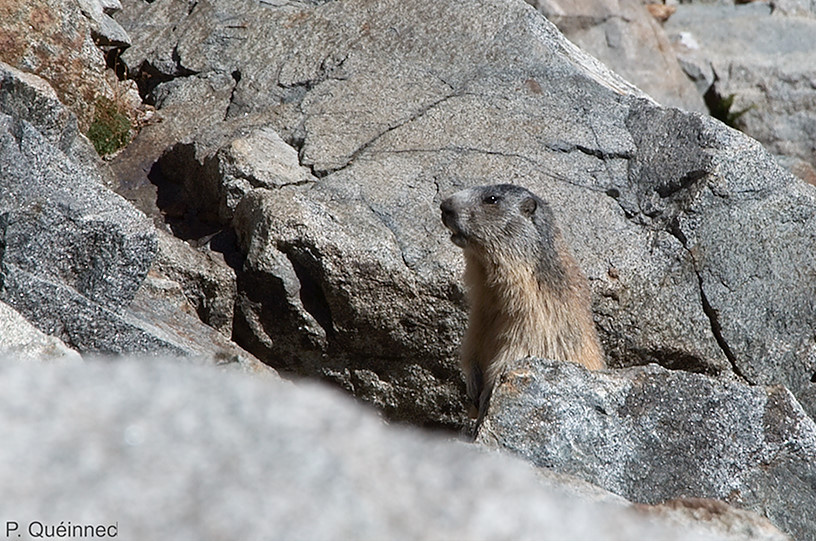 Marmotte